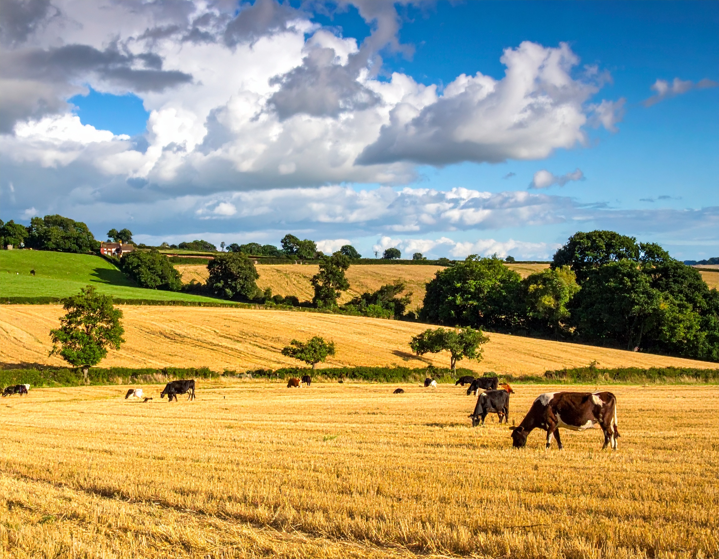 Premium grass-fed beef from T.Allman Butchers Edenbridge Kent